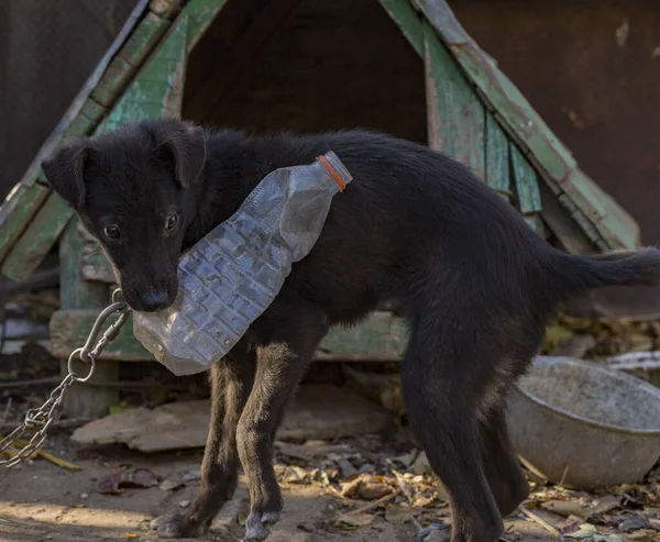 Kulübenin Yanındaki Zincirde Siyah Bir Köpek Plastik Bir Şişeyle Oyna — Stok fotoğraf