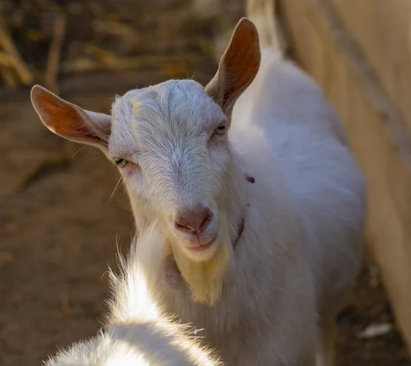 Criação Cabras Bode Macho Importa Para Cabra Fêmea Para Obter — Fotografia de Stock