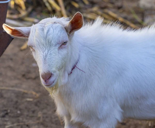 ヤギの繁殖だ 牛のペンで若い男ヤギ 家畜の飼育 — ストック写真