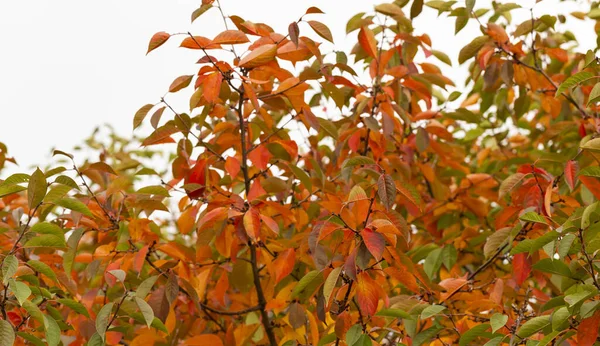 Cherry Tree Reddening Leaves Autumn Fall Landscape Tree Full Colorful — Stock Photo, Image