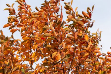 Kırmızı yapraklı kiraz ağacı. Sonbahar, rengarenk yapraklarla dolu bir ağaçla sonbahar manzarası, güneşli mavi gökyüzü. Mükemmel mevsimlik tema. Kırmızı yapraklı Flora..