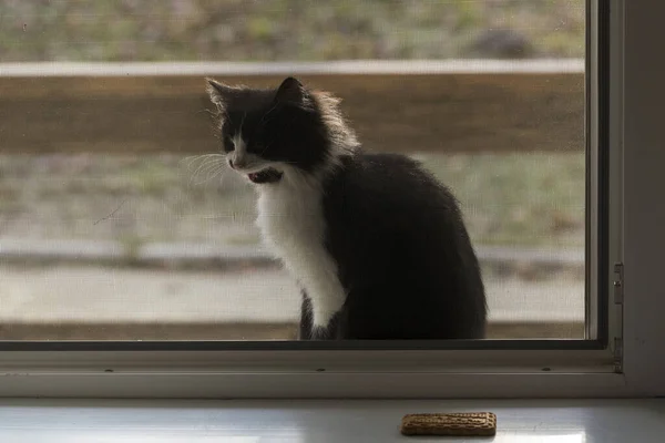 Pelzige Katze Vor Dem Fenster Auf Der Straße Betrachten Sie — Stockfoto
