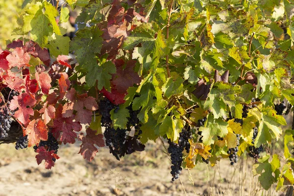 Viña Con Uvas Maduras Antes Vendimia Viñedos Otoño Con Follaje — Foto de Stock