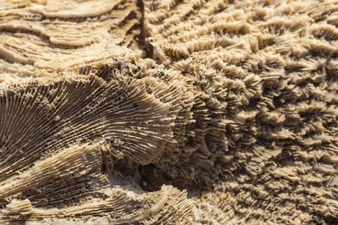 Kızıl Deniz 'in fosil mercanları. Antik yaratıklar, taşa döndüler..