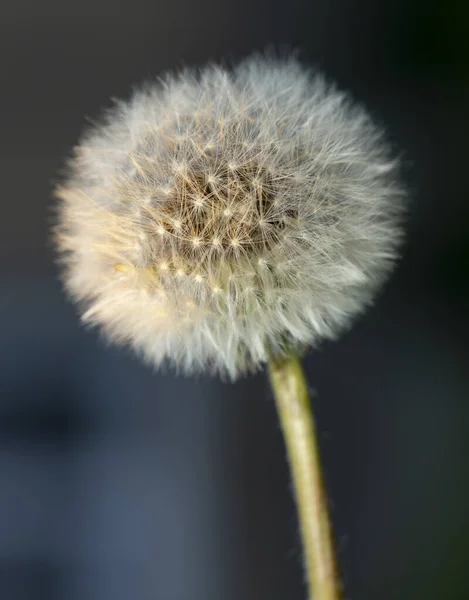 Păpădie Gata Răspândească Semințe Coapte Taraxacum Este Gen Mare Plante — Fotografie, imagine de stoc