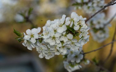 Kiraz çiçeği. Meyve ağacının beyaz çiçekleri..