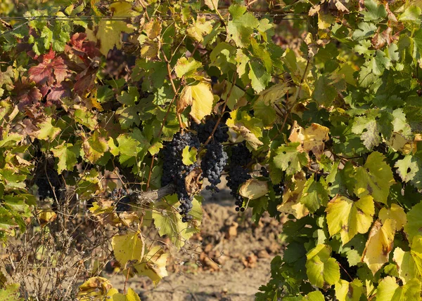 Vine Ripe Grapes Harvesting Vineyards Fall Red Yellow Green Foliage — Stock Photo, Image