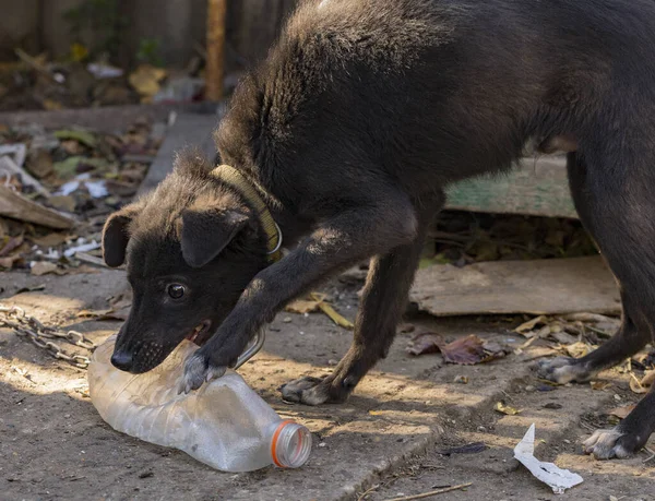 Kulübenin Yanındaki Zincirde Siyah Bir Köpek Plastik Bir Şişeyle Oyna — Stok fotoğraf