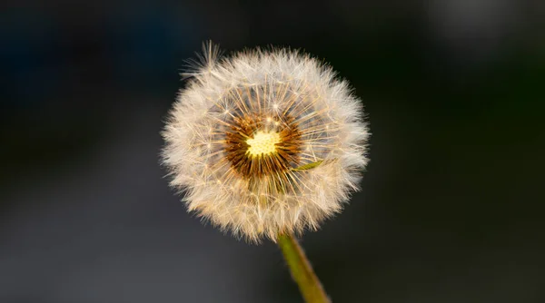 タンポポは熟した種子を広げる準備ができています タラクサウム Taraxacum タンポポとして一般的に知られている種で構成される科アスタリスク属の大きな開花植物です — ストック写真