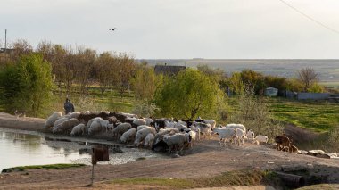 Keçi ve koyun sürüsü. Hayvanlar çayırda otlar. Avrupa 'nın otlakları. Budzhak bozkırı, bahar çayırı, yapay su deposu.. 