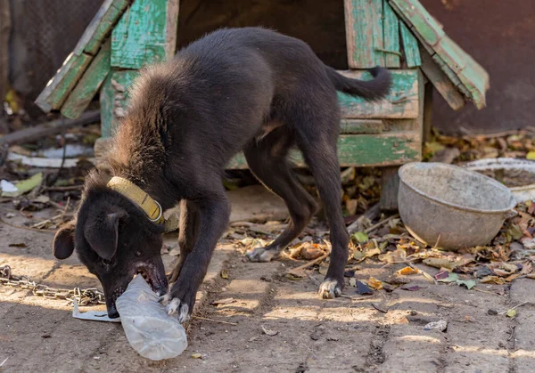 Kulübenin Yanındaki Zincirde Siyah Bir Köpek Plastik Bir Şişeyle Oyna — Stok fotoğraf