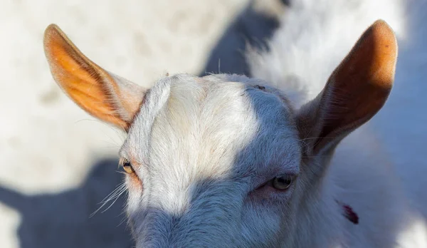 Ziegenzucht Ein Junger Ziegenbock Einem Rinderstall Die Viehzucht — Stockfoto