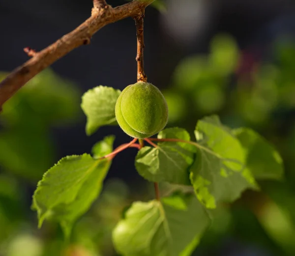 Ovário Verde Damasco Frutas Desenvolvimento Frutos Fase Inicial — Fotografia de Stock