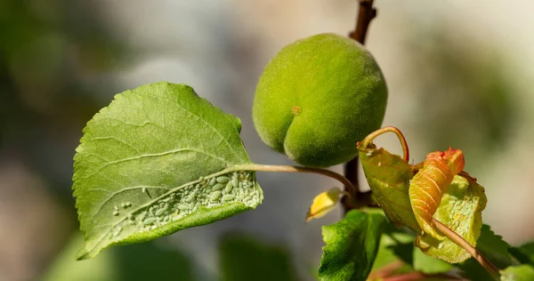 Insetos Parasitas Insetos Sugadores Pulgões Membros Superfamília Aphidoidea Ovário Verde — Fotografia de Stock