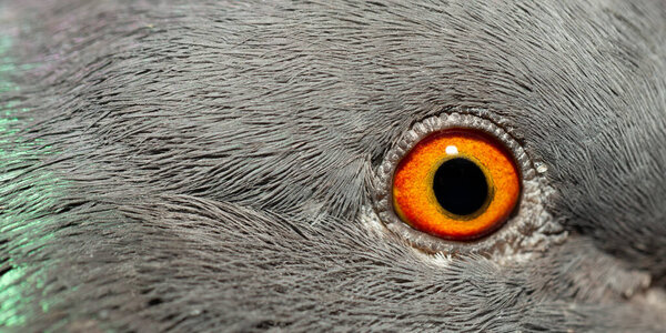 Rock dove, or common pigeon, is a member of the bird Columbidae. A young male bird. Macro image of the eye.