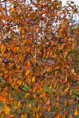 Kırmızı yapraklı kiraz ağacı. Sonbahar, rengarenk yapraklarla dolu bir ağaçla sonbahar manzarası, güneşli mavi gökyüzü. Mükemmel mevsimlik tema. Kırmızı yapraklı Flora..