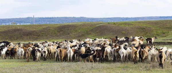 Una Manada Cabras Ovejas Los Animales Pastan Prado Pastos Europa — Foto de Stock