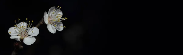 Albaricoque Florece Por Noche Sobre Fondo Negro Lugar Para Etiqueta —  Fotos de Stock