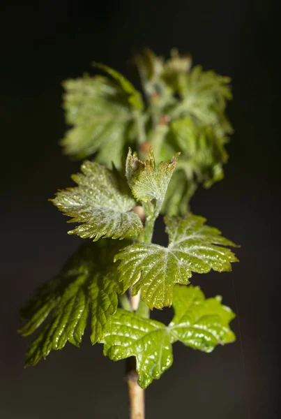 Junge Grüne Triebe Einem Traubenbusch Weinherstellung Weinbau Rebblüten Auf Schwarzem — Stockfoto
