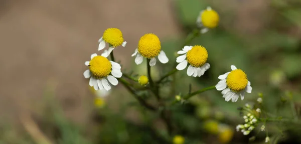 Blommande Vilda Blommor Matricaria Chamomilla Eller Matricaria Recutita Eller Kamomill — Stockfoto