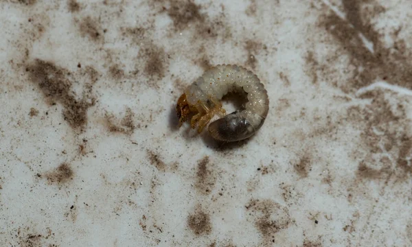 Cockchafer Larva Maybug Melolontha Melolontha Peste Dos Insectos — Fotografia de Stock