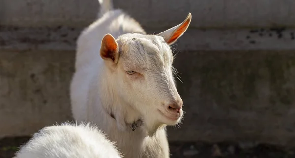 Saanen Swiss Breed Domestic Goat Goat Breeding Male Goat Importune — Stock Photo, Image