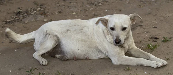 Портрет Білої Собаки Вагітна Жінка Відпочиває Інстинкти Тварин — стокове фото
