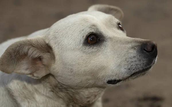 Portrait of a white dog. A frightened animal. Emotions in the predator\'s gaze. Animal instincts.