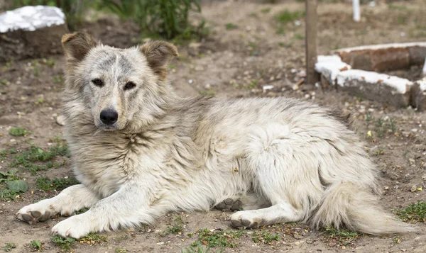 Portrait Chien Domestique Animal Attend Nourriture Des Passants Piebald Mâle — Photo