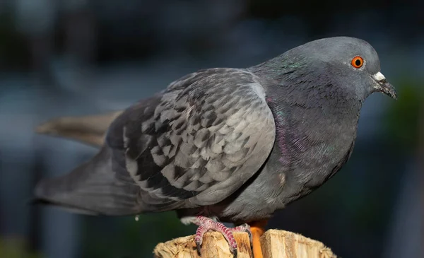 Die Felsentaube Auch Taube Genannt Gehört Den Columbidae Ein Junger — Stockfoto