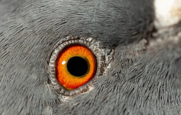 바위비둘기 수있는 비둘기 비제의 일종이다 새입니다 매크로 — 스톡 사진