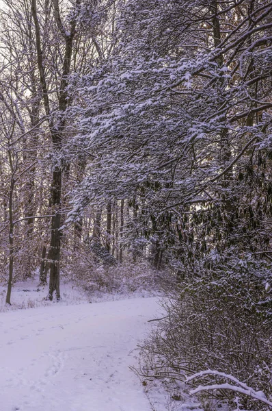 Портретный Вид Зимней Лесной Сцены Глэдстон — стоковое фото