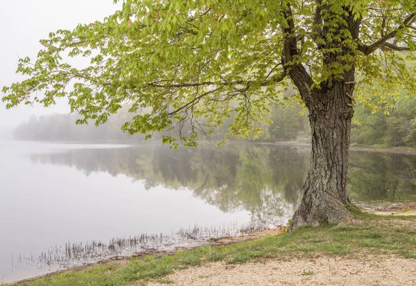 Hermoso Árbol Junto Lago Del Bosque Bosque Estatal Wharton Nueva — Foto de Stock