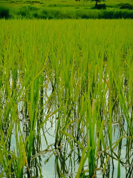 Field Rice Crop Oryza Sativa India — Stock Photo, Image