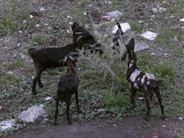 Koyun Ovası ve keçiler gruplar halinde yürüyor, kırsal alan, Maharashtra, Hindistan