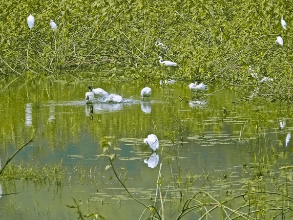 Little Egret Egretta Garzetta Maharashtra India — стокове фото