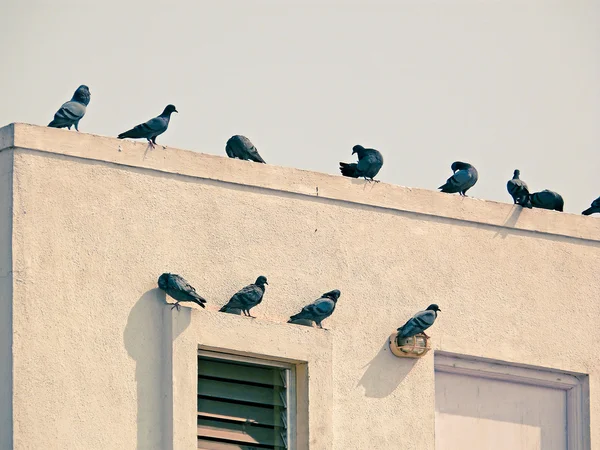 Palomas Sentadas Techo — Foto de Stock