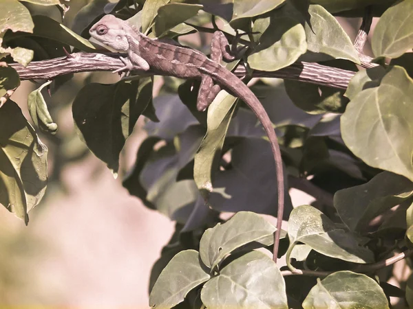 Közös Kerti Gyík Vagy Vérszívó Calotes Versicolor Western Ghats Maharashtra — Stock Fotó