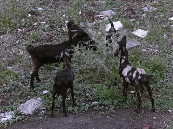 Ovejas Ovis Canadensis Cabras Caminando Grupos Área Rural Maharashtra India —  Fotos de Stock