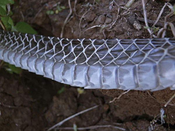 Piel Dendrelaphis Tristis Muda Del Bronzeback Ratnagiri Maharashtra India — Foto de Stock