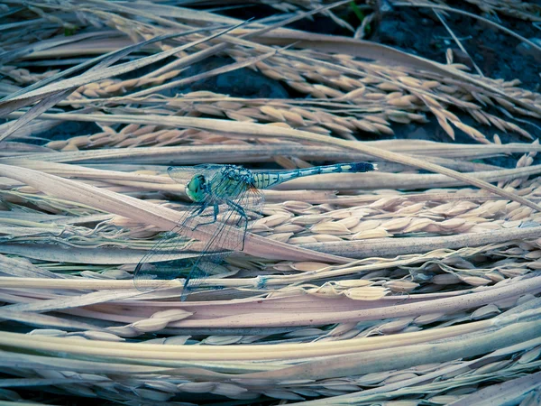 Skimmer Dragonfly Orthetrum Cancellatum Maharashtra Índia — Fotografia de Stock