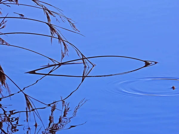 穏やかな水の中の植物の反射 — ストック写真