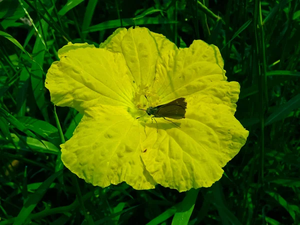 Der Kastanienbob Ein Schnell Fliegender Schmetterling Aus Der Familie Der — Stockfoto