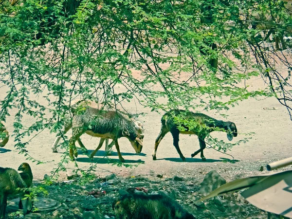 Sheeps Ovis Canadensis Goats Walking Groups Rural Area Maharashtra India — Stock Photo, Image