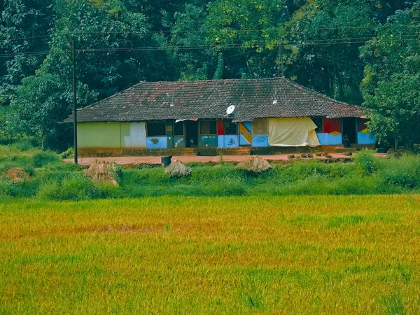 Traditionelles Haus Einem Feld Der Reisernte Oryza Sativa — Stockfoto