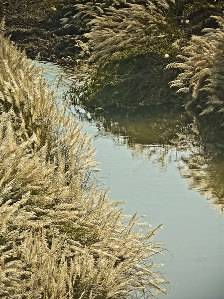 Cours Eau Pendant Mousson — Photo