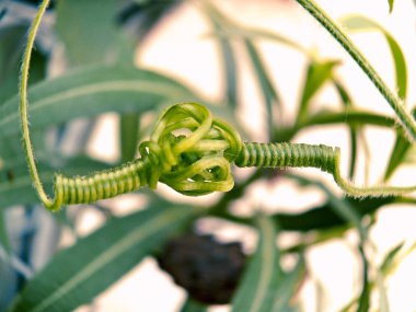 Musk Melon 'un filizi, Cuvumis melo L. Cucurbitaceae