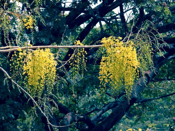 Flowers Cassia Fistula Indian Laburnum Family Caesalpiniaceae Medium_Sized Deciduous Tree — 스톡 사진