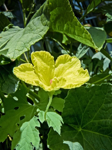 Flor Uma Cabaça Amarga Vegetal Rastejando Planta — Fotografia de Stock