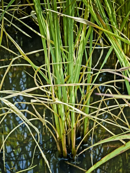 Field Rice Crop Oryza Sativa India — Stock Photo, Image